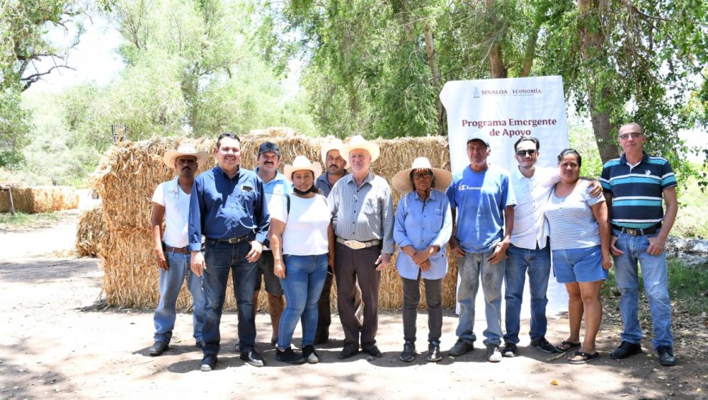 Entrega el alcalde, Miguel Ángel Angulo Acosta, 210 pacas de apoyo de alimento a ganaderos del municipio